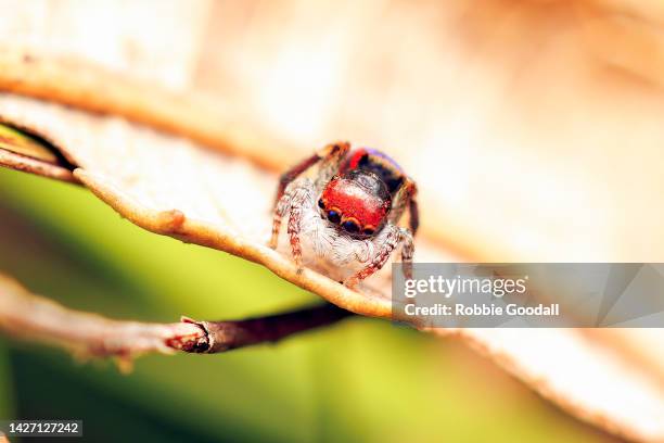 male peacock spider (maratus gemmifer) - peacock spider stock pictures, royalty-free photos & images