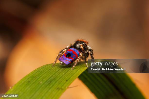 male peacock spider (maratus gemmifer) - peacock spider stock pictures, royalty-free photos & images