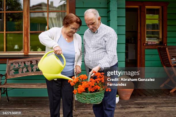 an older man holding a basket of red flowers while his wife waters them - flora gonzalez imagens e fotografias de stock