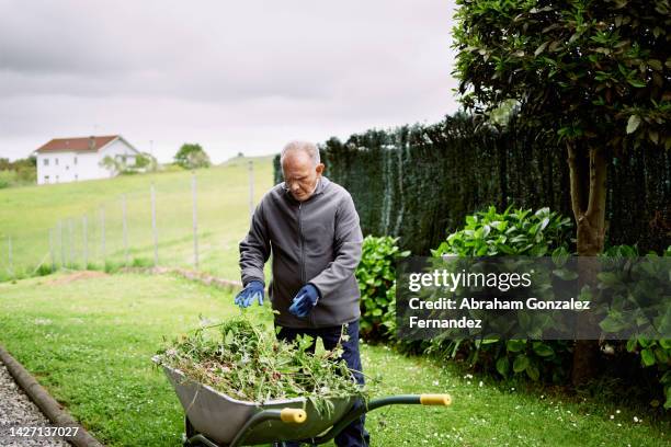 a man throwing the weeds of his plants and trees from his garden into a wheelbarrow - flora gonzalez stock pictures, royalty-free photos & images