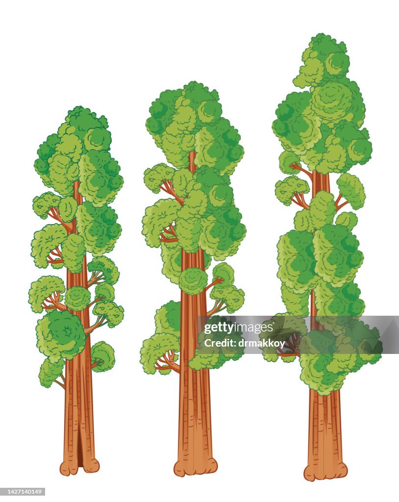 Sequoia tree