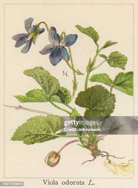 old chromolithograph illustration of botany, wood violet, sweet violet, english violet, common violet, florist's violet, or garden violet (viola odorata) - angiosperma fotografías e imágenes de stock