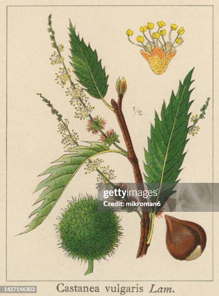 old chromolithograph illustration of botany, sweet chestnut, spanish chestnut (castanea sativa or castanea vulgaris) - castagno foto e immagini stock