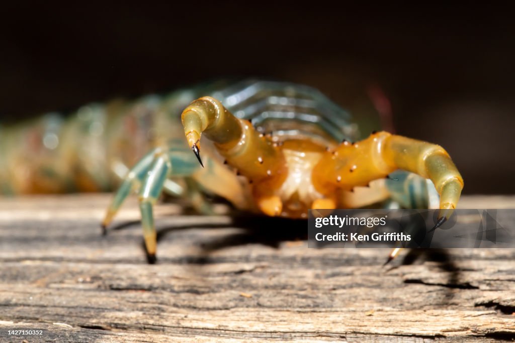 Venomous Centipede Claws High-Res Stock Photo - Getty Images