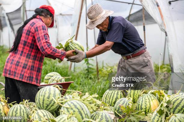 This photo taken on July 2, 2023 shows farmers harvesting watermelons at a greenhouse in Taizhou, in China's eastern Jiangsu province. / China OUT
