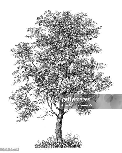 old engraved illustration of rowan tree or mountain-ash (sorbus aucuparia) - ash tree leaf photo vertical stock pictures, royalty-free photos & images