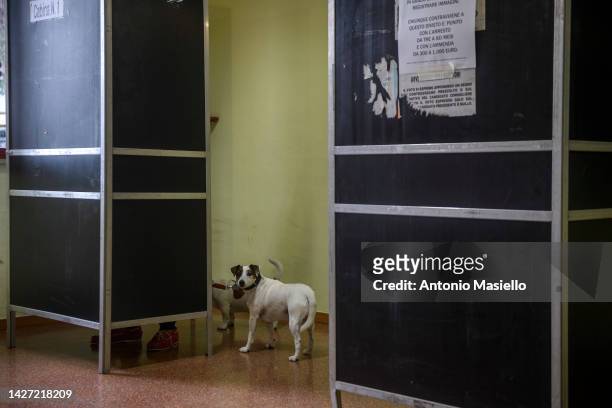 Women with her dogs casts his vote for Italian general election at a polling station on September 25, 2022 in Rome, Italy. The snap election was...