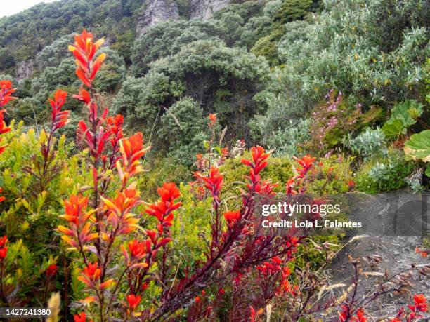 red wildflowes. irazú volcano national park, costa rica - amaryllis stock-fotos und bilder