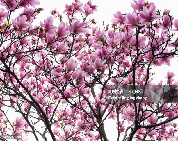 a cluster of purple magnolia flowers photographed in low light in spring - tulpenboom stockfoto's en -beelden