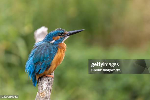 fêmea comum guarda-rios (alcedo atthis) - malachite - fotografias e filmes do acervo