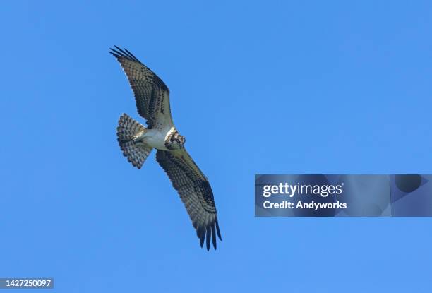 fliegender fischadler (pandion haliaetus) - fischadler stock-fotos und bilder