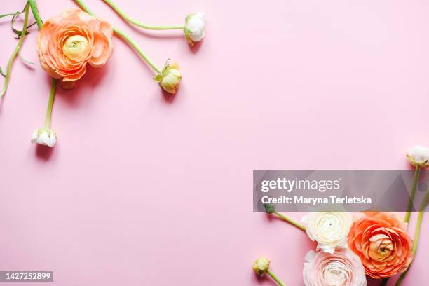 flat lay made of beautiful flowers on a pink background. part of the bouquet. fresh buttercups and tulips. pink background. happy easter. international women's day. mothers day. hello spring. valentine's day. festive background. floral background. beautif - ranunkel stock-fotos und bilder