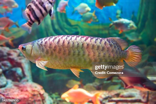 beautiful arowana and tropical freshwater fish - arowana stock pictures, royalty-free photos & images