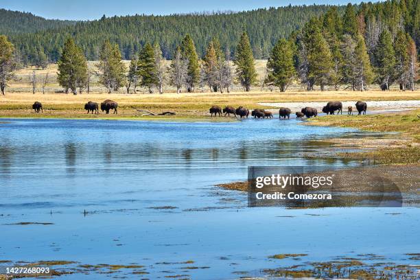 bison herd at riverbank, yellowstone national park, usa - yellowstone river stock pictures, royalty-free photos & images