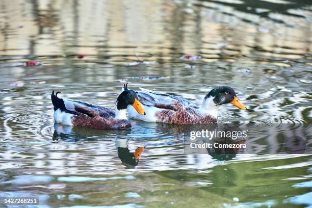 two beautiful mallard ducks swimming on water - ducks following stock pictures, royalty-free photos & images