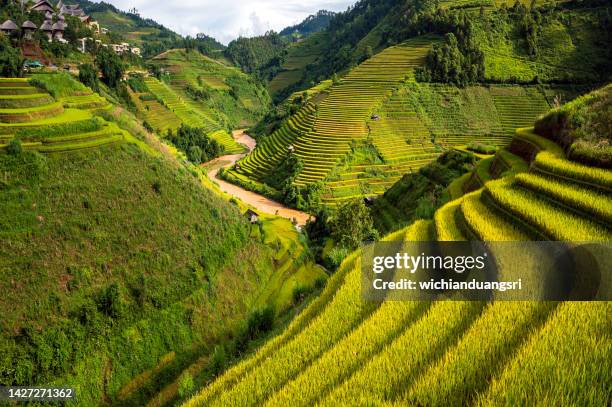 arroz campo terraplenado en mu cang chai, vietnam - sa pa fotografías e imágenes de stock