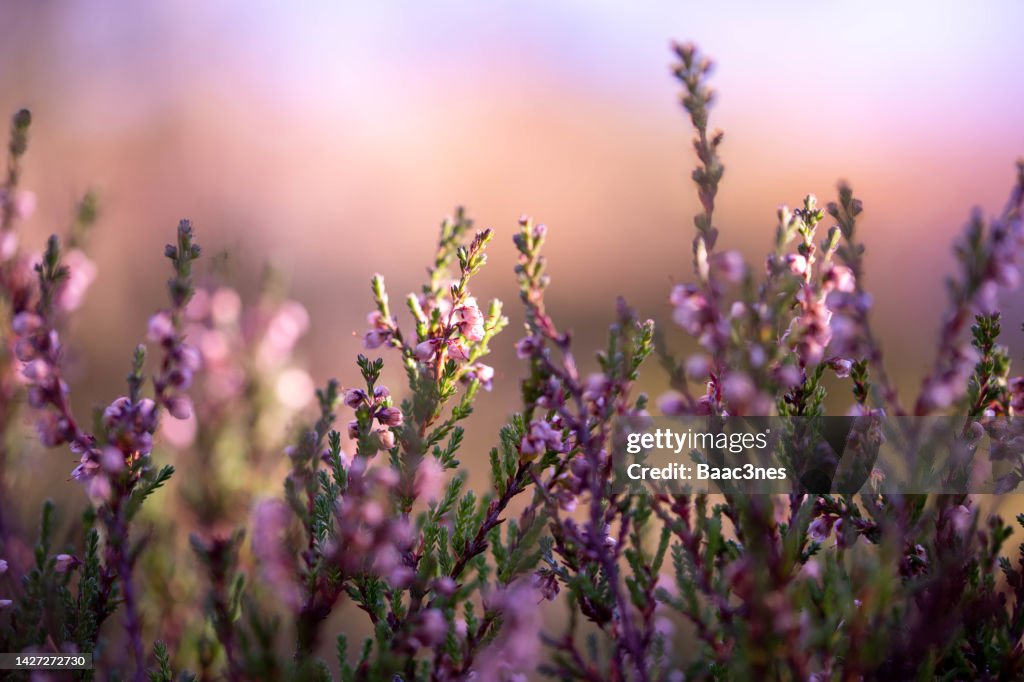 Close up of common heather in bloom