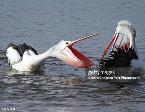 australian pelican - new south wales stock-fotos und bilder