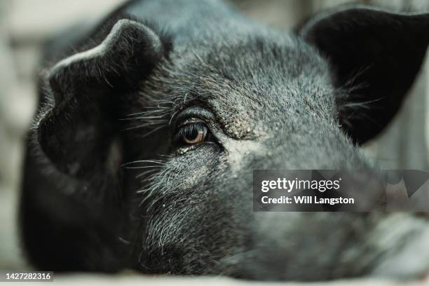 livre alcance orgânico porco boar fazenda tailândia - swine influenza virus - fotografias e filmes do acervo