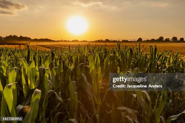 corn plants and a harvested grain field at sunset in beautiful golden light - pannocchia foto e immagini stock