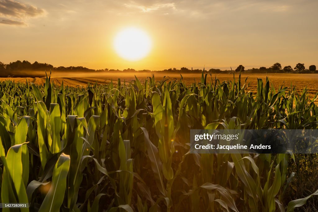 Corn plants and a harvested grain field at sunset in beautiful golden light
