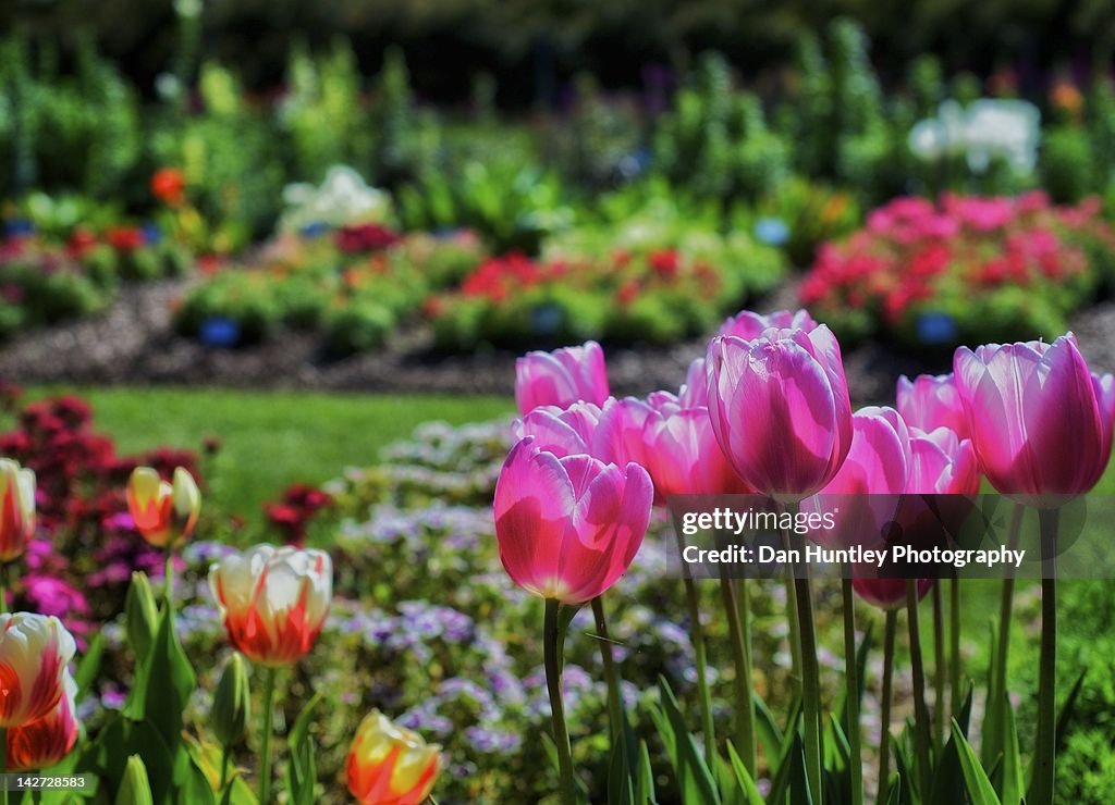 Tulips in park