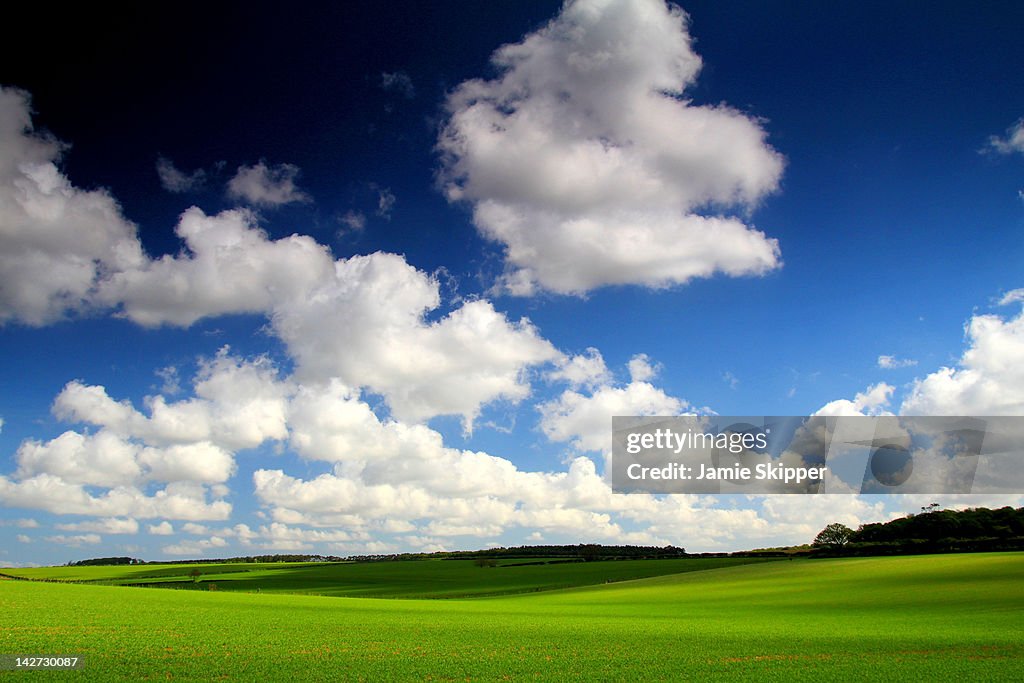 Green fields of Norfolk