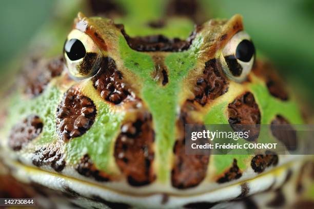 close-up of pacman frog - horned frog stock pictures, royalty-free photos & images