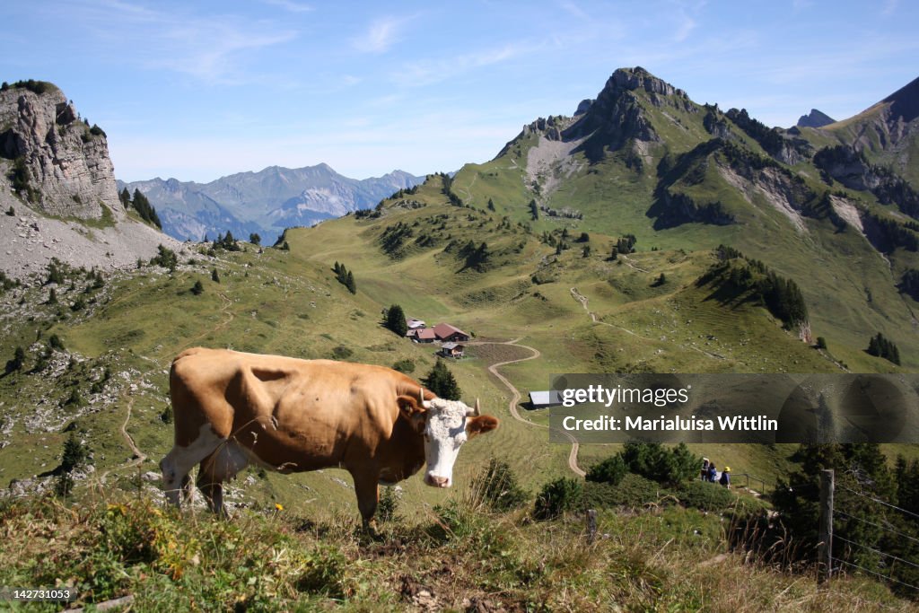 Cow on landscape