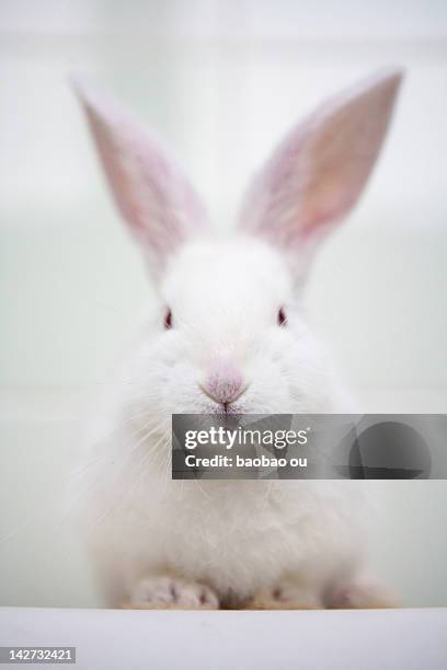 15,541 Rabbit Pose Stock Photos, High-Res Pictures, and Images - Getty ...