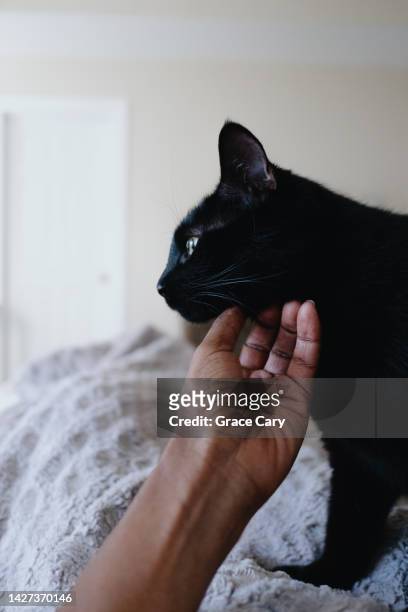 woman pets her cat's chin while lying in bed - hand on chin stockfoto's en -beelden
