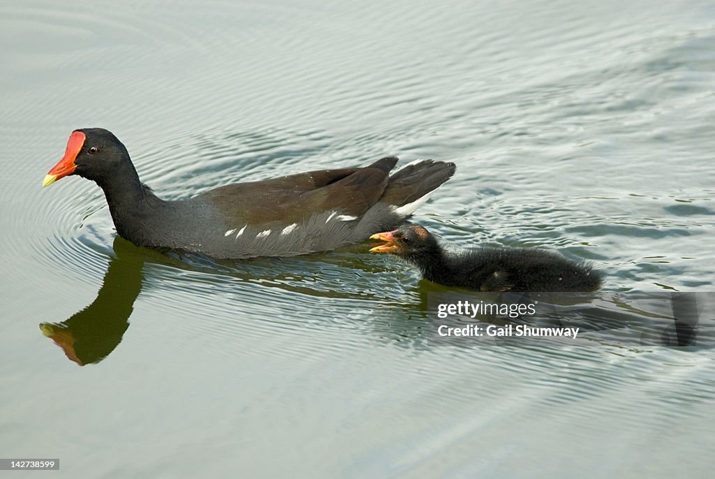 Common moorhen with young
