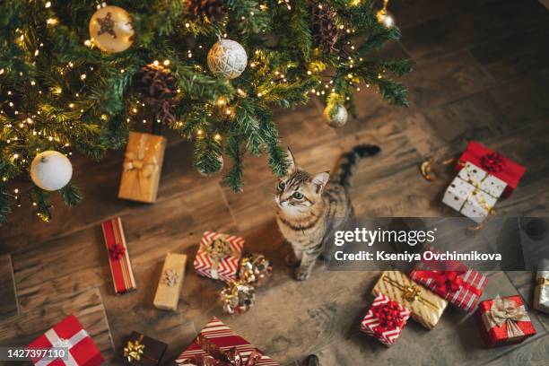 maine coon cat with green eyes sitting at little christmas tree with lights. cute kitty relaxing under festive christmas tree. winter holidays. pet and holiday - tabby cat stockfoto's en -beelden