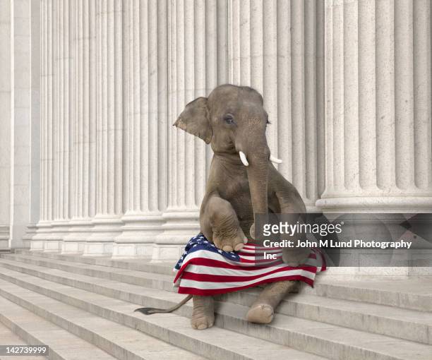 elephant sitting steps with american flag - partido republicano americano imagens e fotografias de stock
