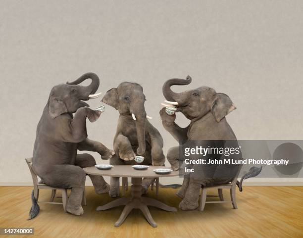 elephants having tea party - gop photos et images de collection