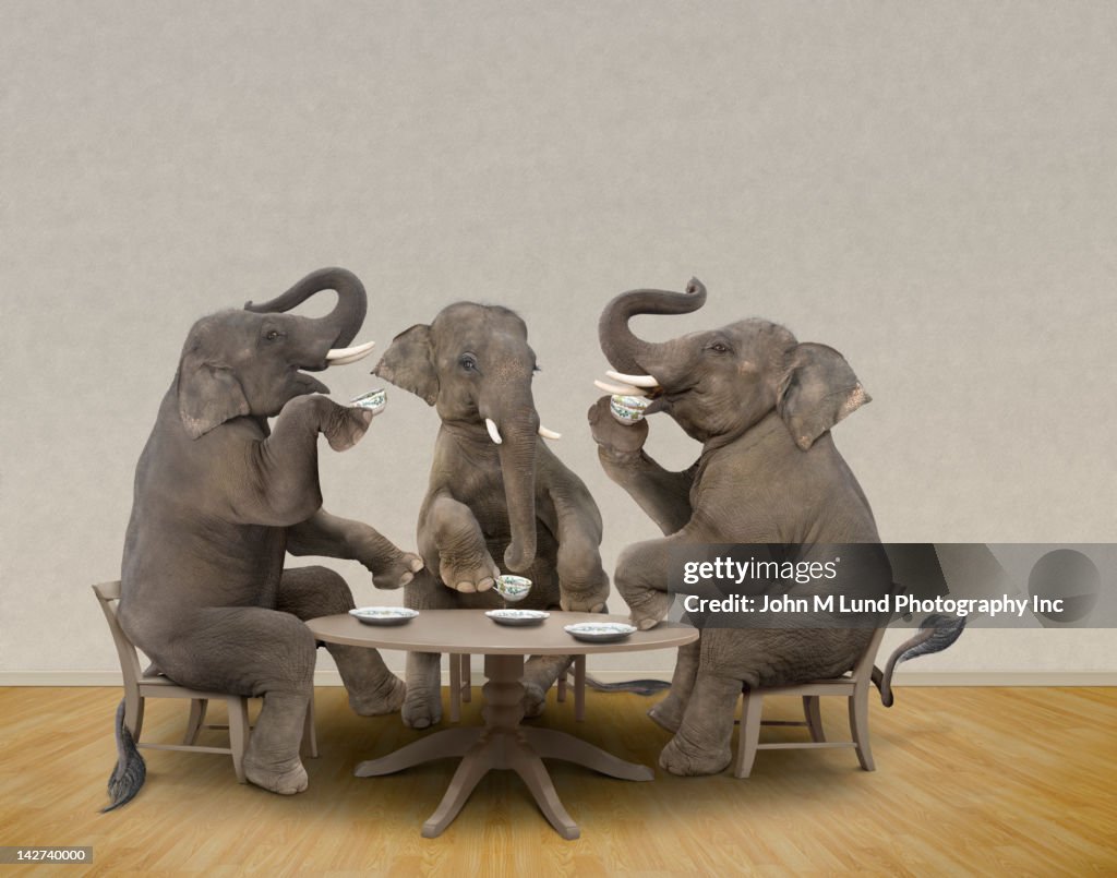 Elephants having tea party