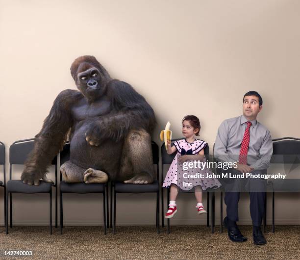 caucasian girl offering banana to gorilla - man ape stock pictures, royalty-free photos & images