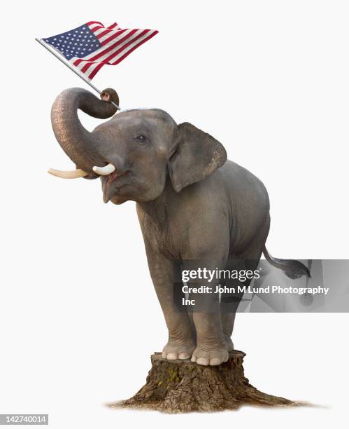 elephant on tree stump holding american flag - gop imagens e fotografias de stock