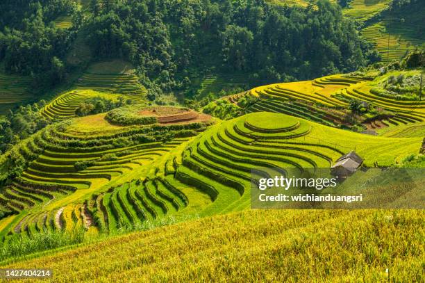 campo di riso terrazzato a mu cang chai, vietnam - risaia foto e immagini stock