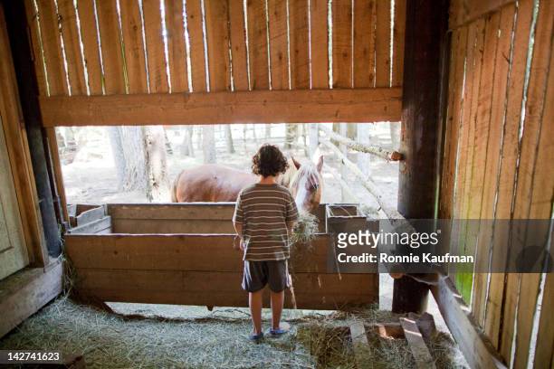 caucasian boy feeding horse on farm - horse trough 個照片及圖片檔
