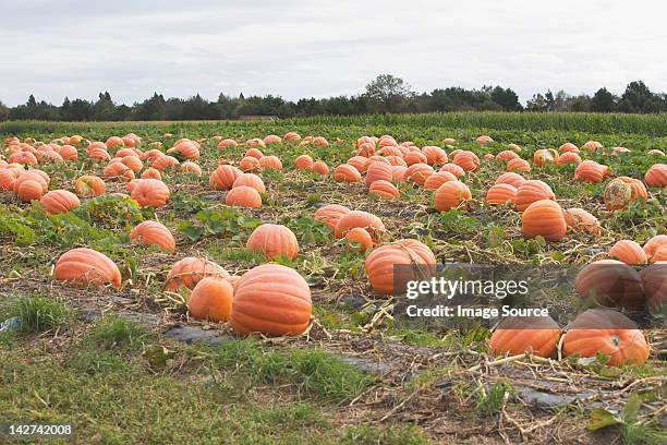 pumpkin field - pumpkin patch stock pictures, royalty-free photos & images