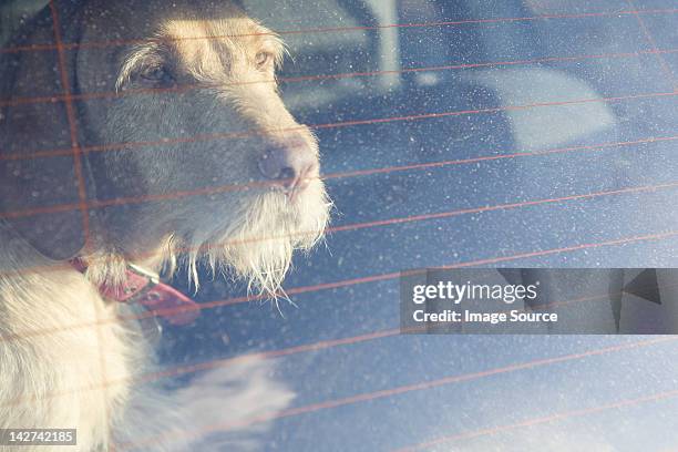 pet dog waiting in a car - gefangen stock-fotos und bilder