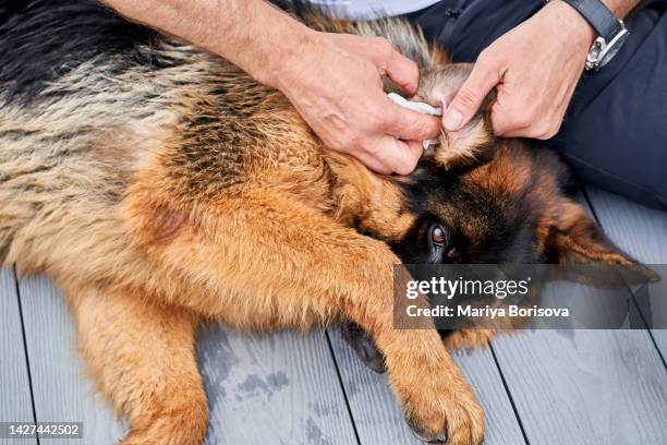 men's hands clean the dog's ears. - tick animal stock pictures, royalty-free photos & images