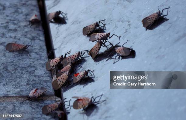 Spotted lanterflies try to walk up a wall on September 24 in Bayonne, New Jersey.