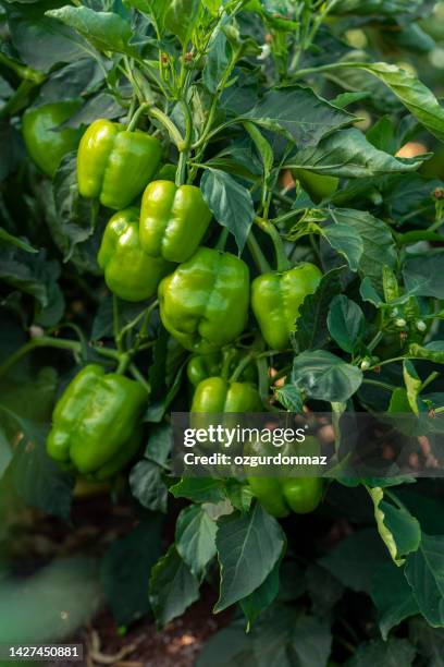 bell peppers growing in field - bell pepper stockfoto's en -beelden