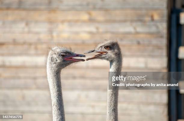 portrait of two emus - long neck animals fotografías e imágenes de stock
