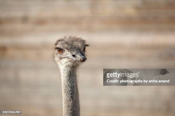 close up of an emu's head - emu stock-fotos und bilder