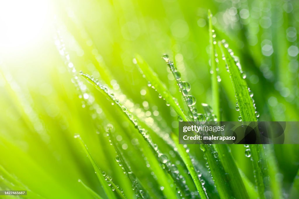 Fresh spring grass mit Regentropfen