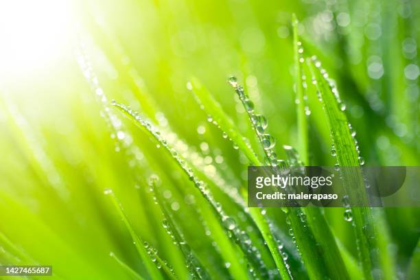 fresh spring grass with raindrops - morning dew stockfoto's en -beelden
