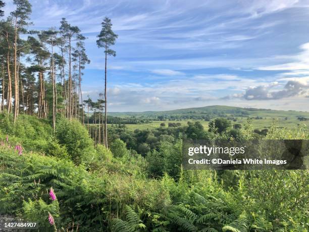 galloway forest park, scotland - galloway forest park stock pictures, royalty-free photos & images